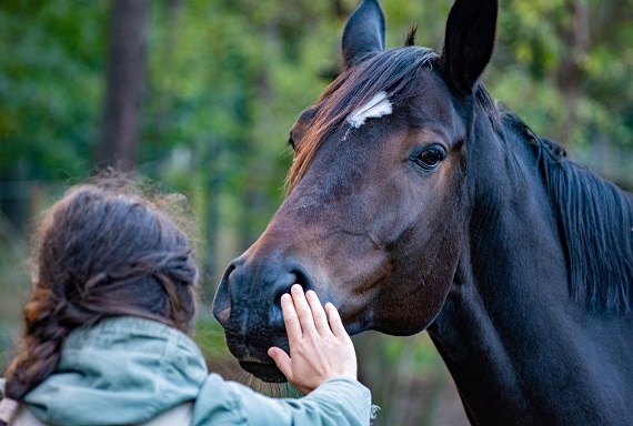 Kalmeren paard