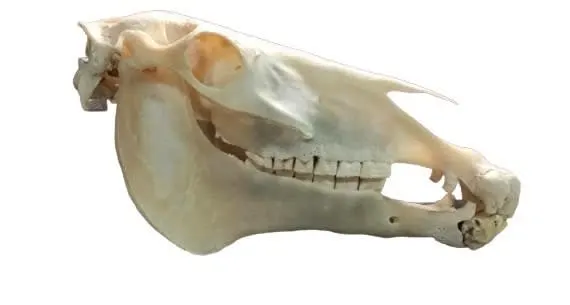 paardenschedel