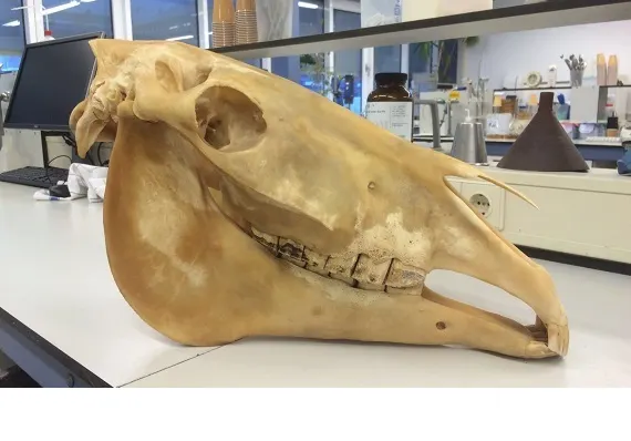 diastemata paard