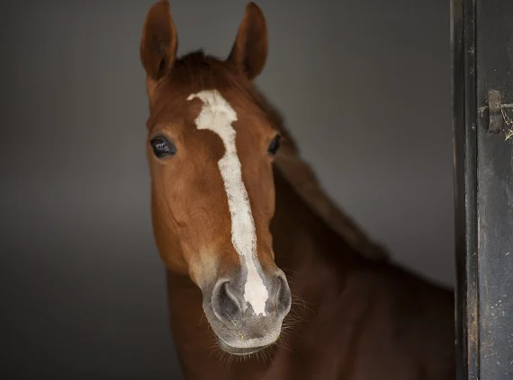 paard kalm en ontspannen