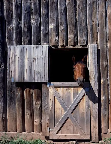 rustige omgeving paard