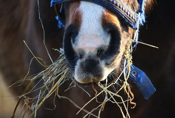 vezelrijk voer paard